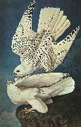 John James Audubon White Gerfalcons USA oil painting reproduction